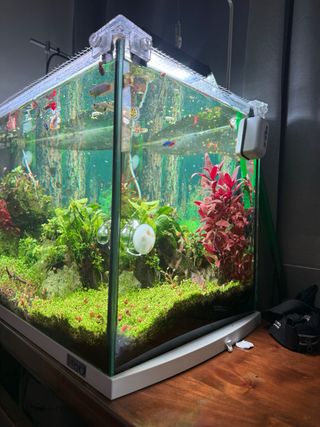 Acuario plantado 80L
Torremolinos Málaga 