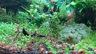 Acuario plantado 80L
Torremolinos Málaga 