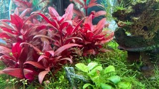 Acuario plantado 80L
Torremolinos Málaga 