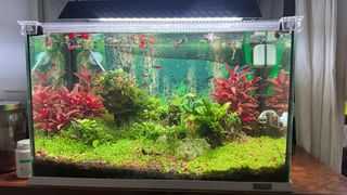 Acuario plantado 80L
Torremolinos Málaga 