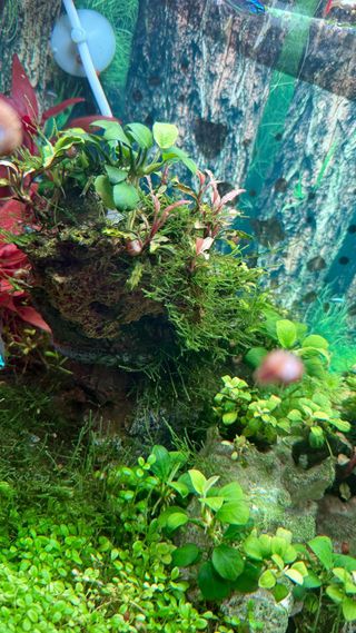 Acuario plantado 80L
Torremolinos Málaga 