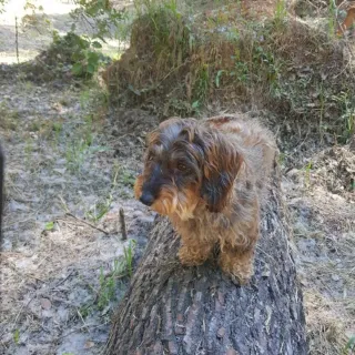 Hostal para perros  Cuidador Canino 24h