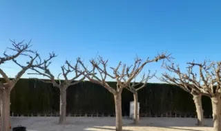 Poda de moreras