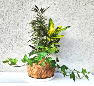 Kokedama con Edera, Croton e Aralia