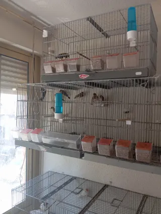 Aviario completo con accesorios