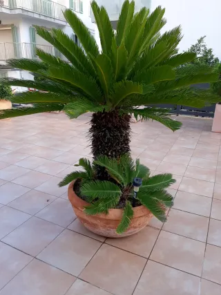 Planta Cyca en Maceta