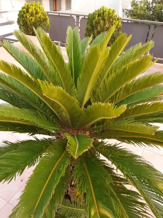 Planta Cyca en Maceta