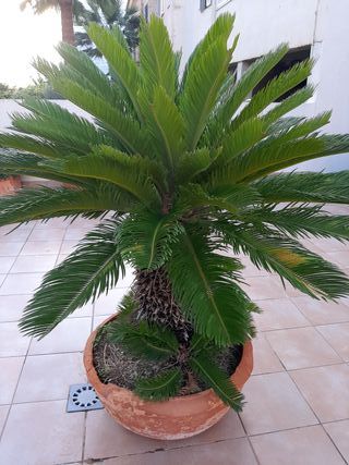Planta Cyca en Maceta