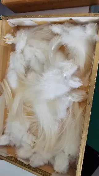 UNICO Plumas Whiting Farms mosca seca pesca cuello