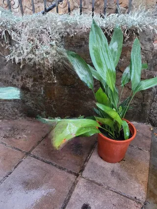 Planta Aspidistra