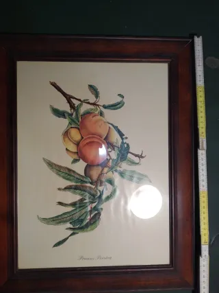 Cornice in legno con stampa botanica