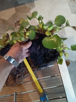 4 Jacintos de agua