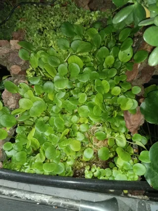 Limnobium plantas flotantes estanque