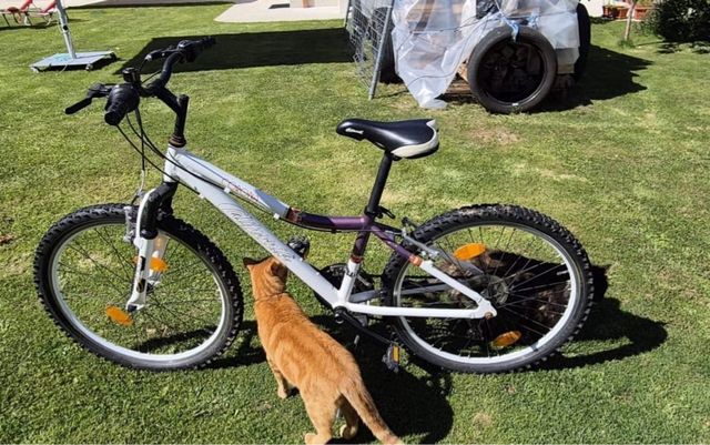 Bicicleta California Mujer