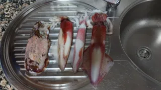 Salida de pesca del calamar y choco