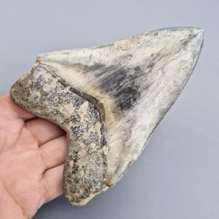 Megalodon fósil auténtico