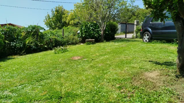 Césped Gramon Brasileño