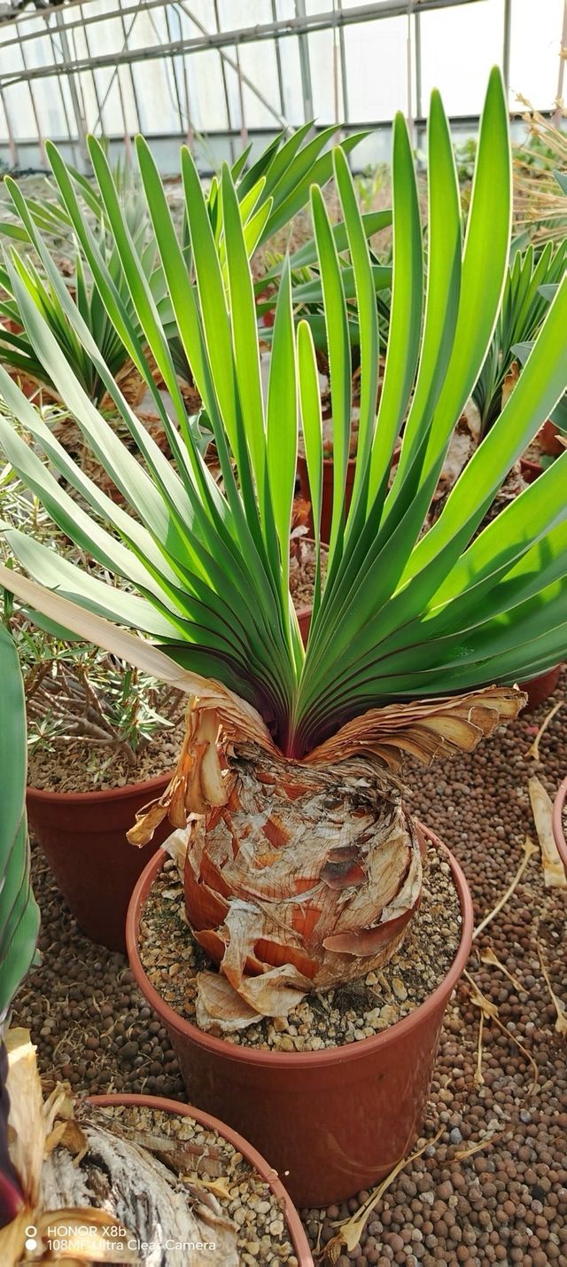 Boophone disticha pianta rara in varie misure