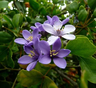 Guaiacum Oficinale