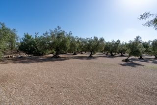 Finca de gran producción de aceitunas