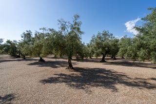 Finca de gran producción de aceitunas