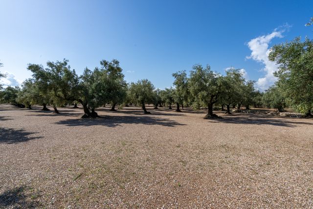 Finca de gran producción de aceitunas
