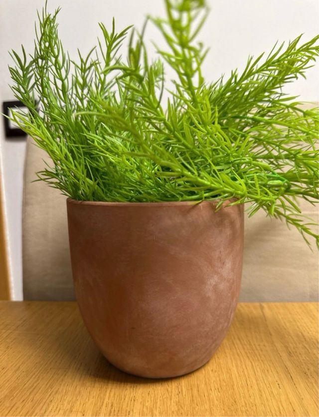 Maceta con planta verde