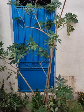 Scheflera planta