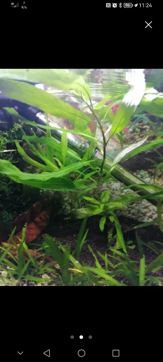Hygrophila Corymbosa Siamensi