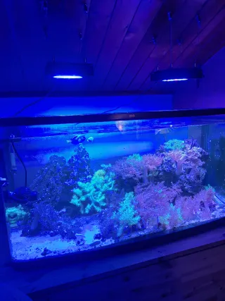 Acuario Marino 240L Equipado