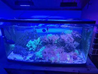 Acuario Marino 240L Equipado