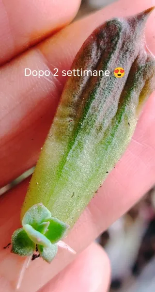 Echeveria Red Prince. 3 Foglie 