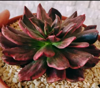 Echeveria Red Prince. 3 Foglie 