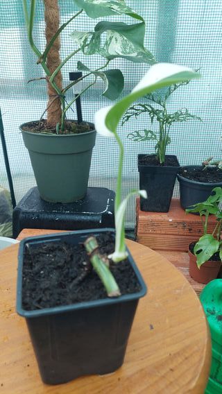 Monstera Variegata Half Moon