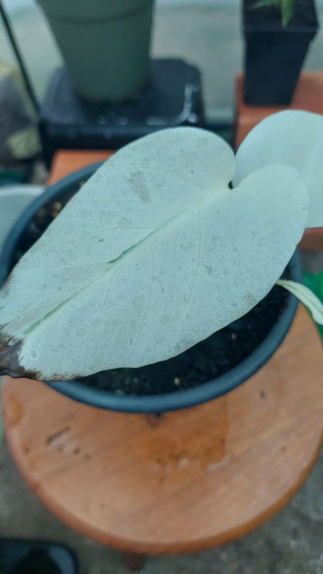 Monstera Variegata Alba 90%