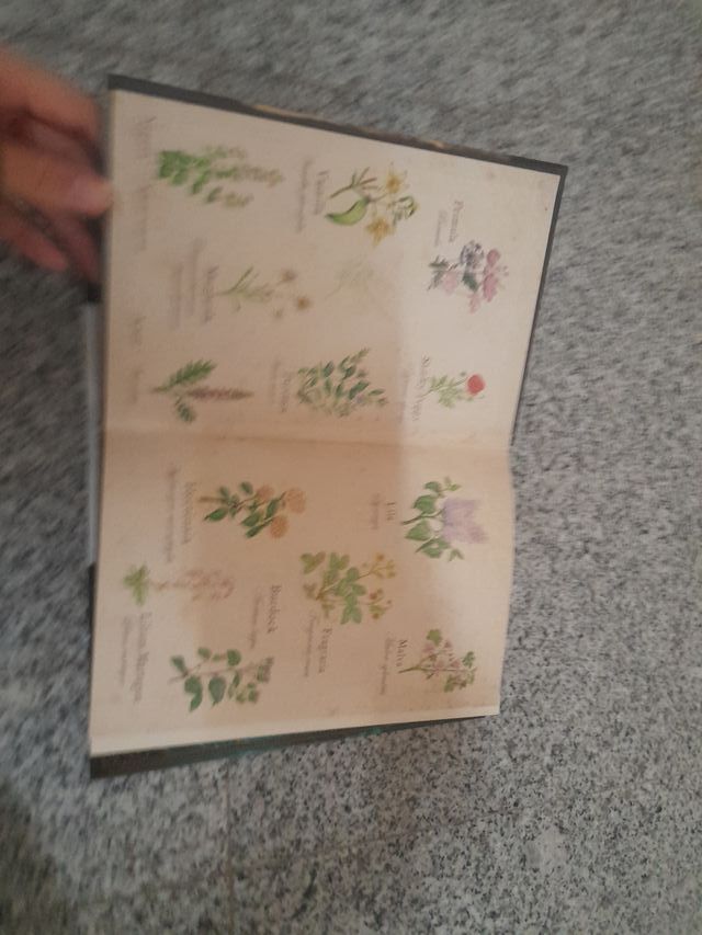 Fairy Oak 1. El secret de les bessones