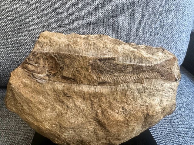 Fósil de pez con soporte