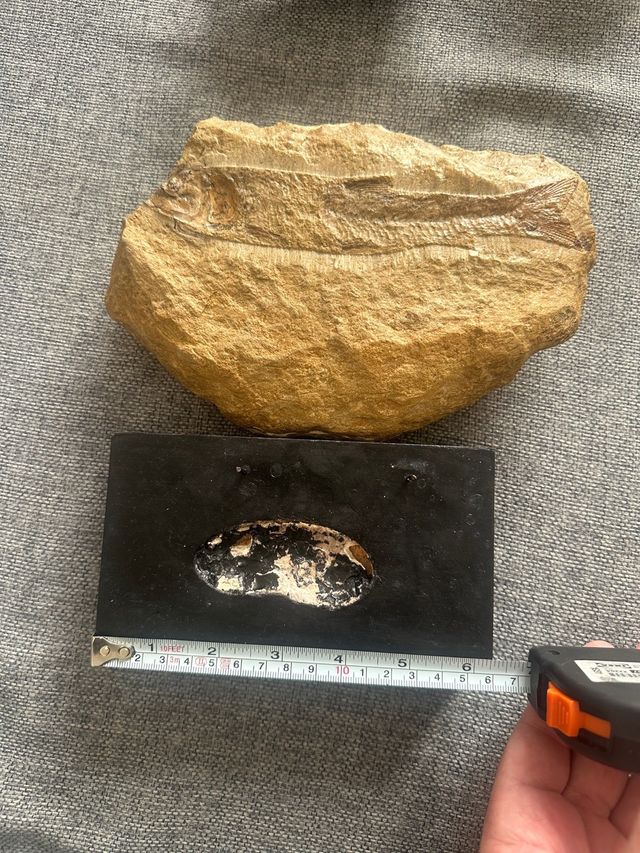 Fósil de pez con soporte