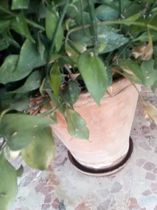 Planta grande en maceta de cerámica