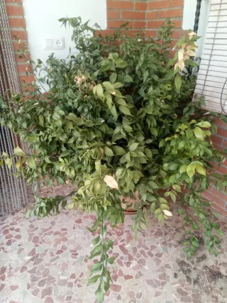 Planta grande en maceta de cerámica
