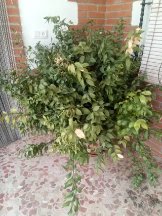 Planta grande en maceta de cerámica