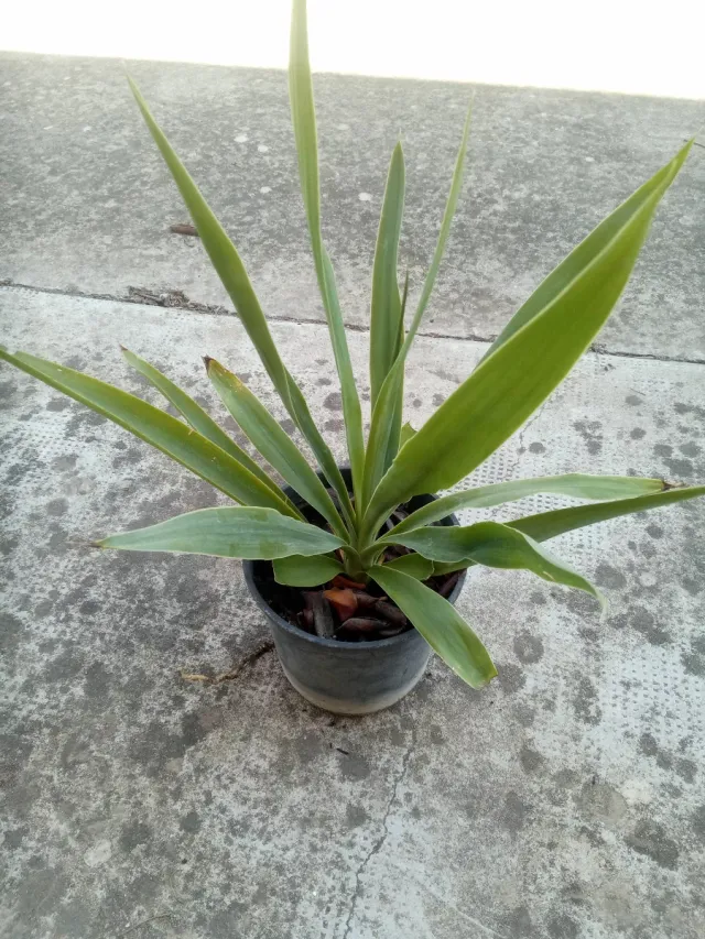 Yuca en maceta de plástico