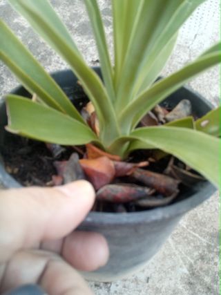 Yuca en maceta de plástico