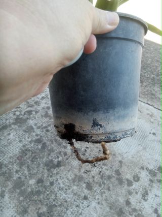 Yuca en maceta de plástico