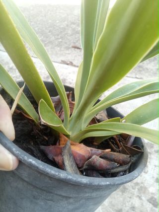 Yuca en maceta de plástico