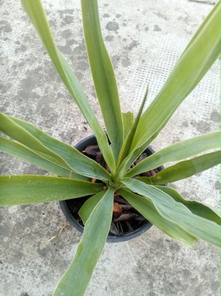 Yuca en maceta de plástico