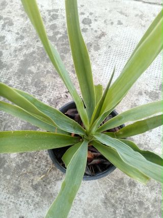 Yuca en maceta de plástico