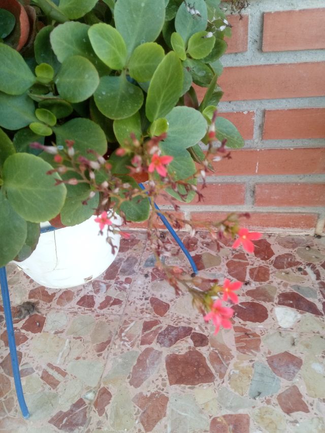 Crásula multicava en tiesto blanco