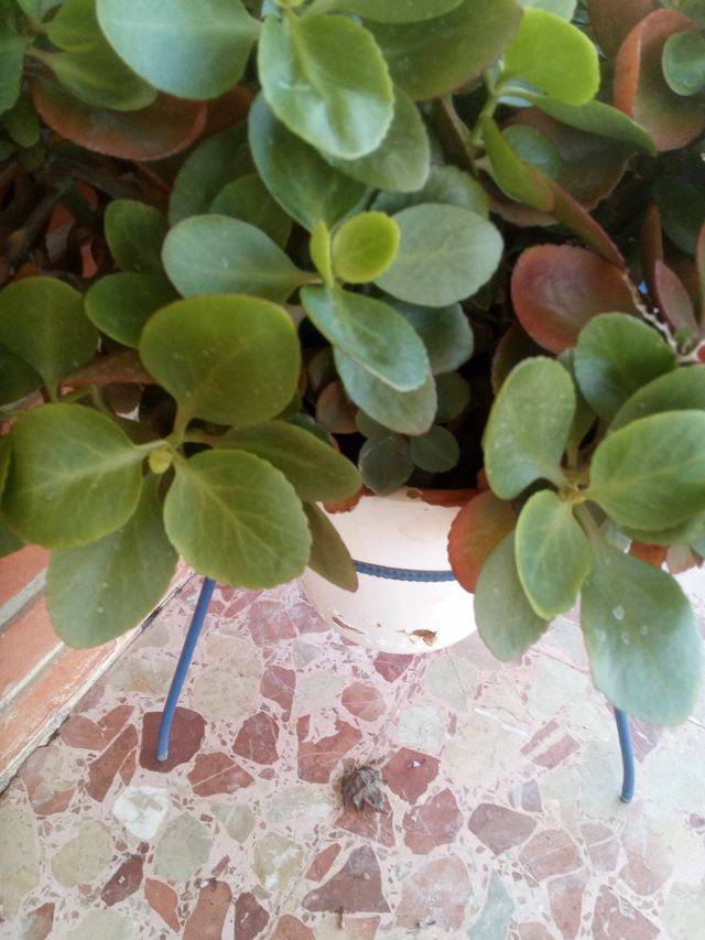 Crásula multicava en tiesto blanco