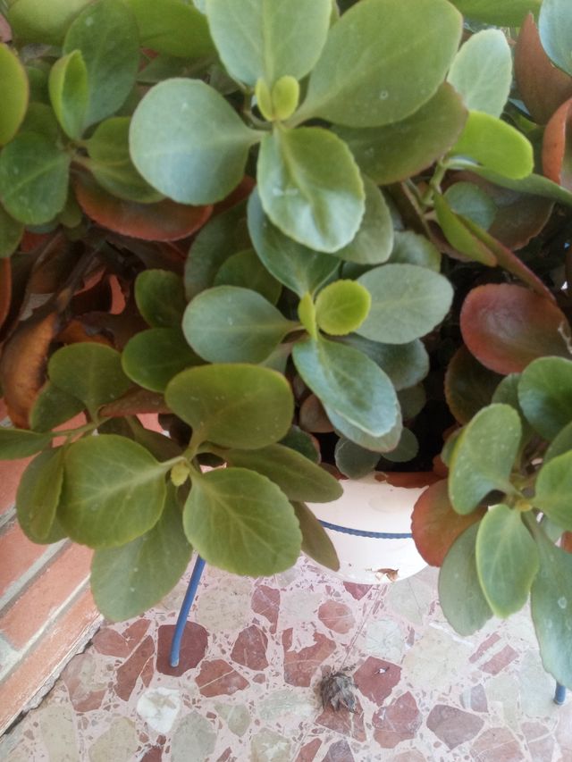 Crásula multicava en tiesto blanco